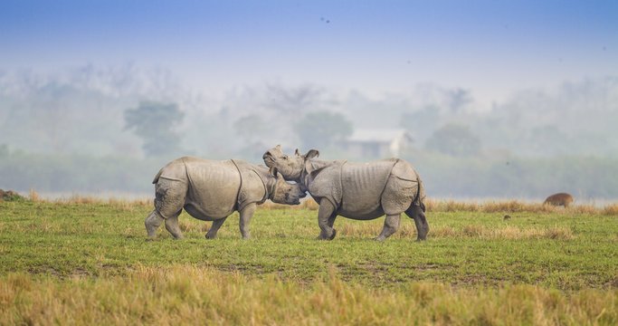 Kaziranga Tour Package
